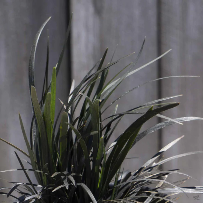 Black Mondo Grass