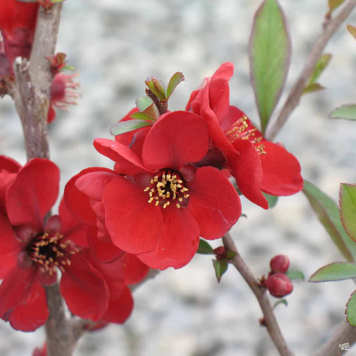 Flowering Quince 'Kurokoji'