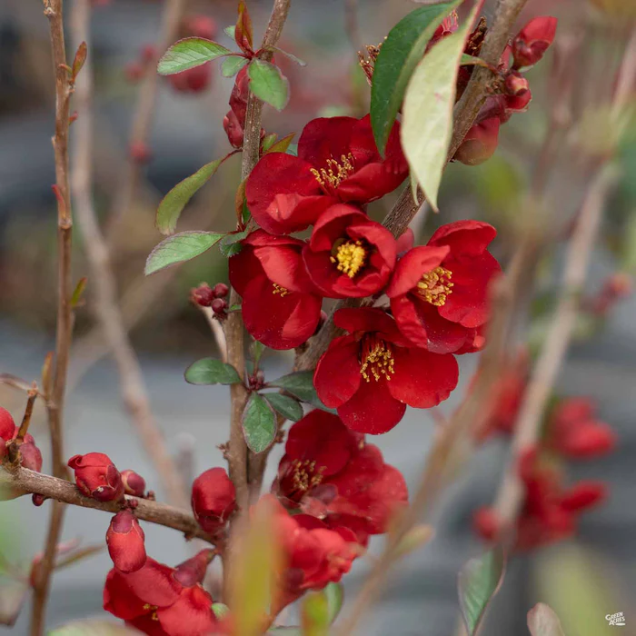Flowering Quince 'Kurokoji'