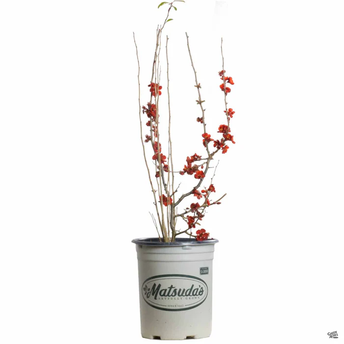 Flowering Quince 'Kurokoji'