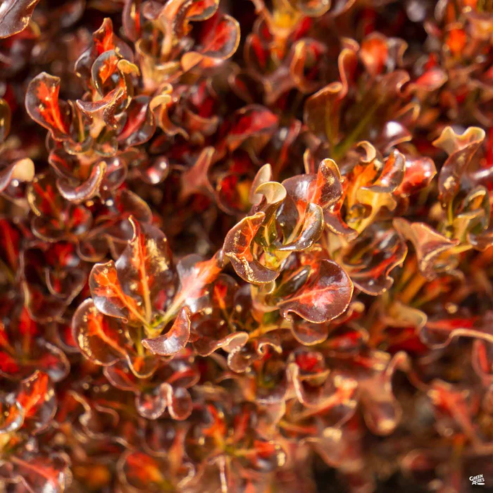 1007-coprosma-pacific-sunset-1.webp Coprosma 'Pacific Sunset'