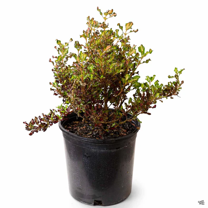 1007-coprosma-pacific-sunset-2.webp Coprosma 'Pacific Sunset'