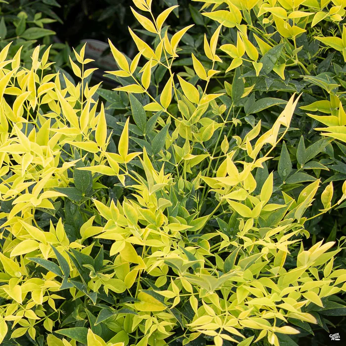 Heavenly Bamboo 'Lemon Lime' | Sunset