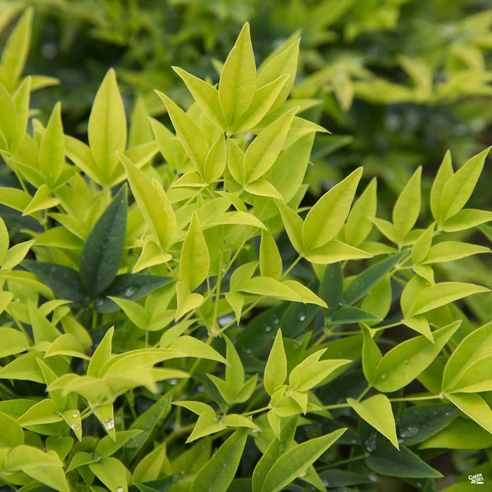 Heavenly Bamboo 'Lemon Lime' | Sunset
