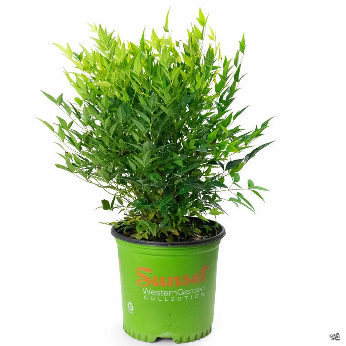 Heavenly Bamboo 'Lemon Lime' | Sunset