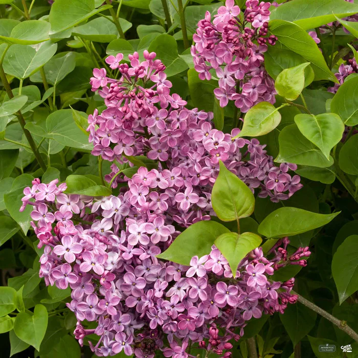 1017-lilac-hybrids-monrovia-1.webp Lilac Hybrids | Monrovia
