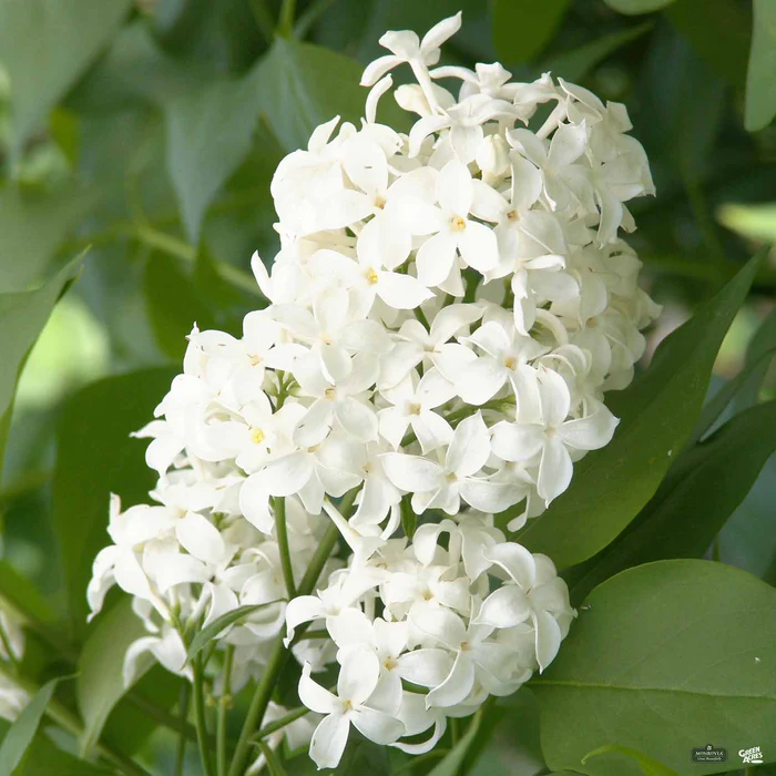 Lilac Hybrids | Monrovia
