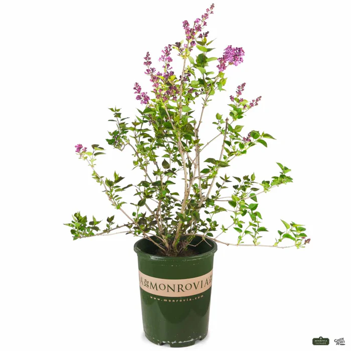 Lilac Hybrids | Monrovia
