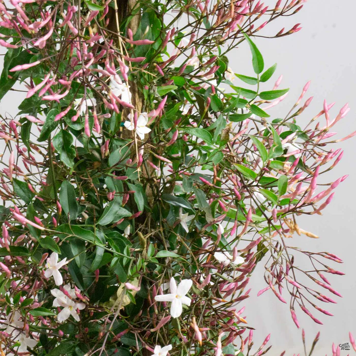 Pink Jasmine Stake