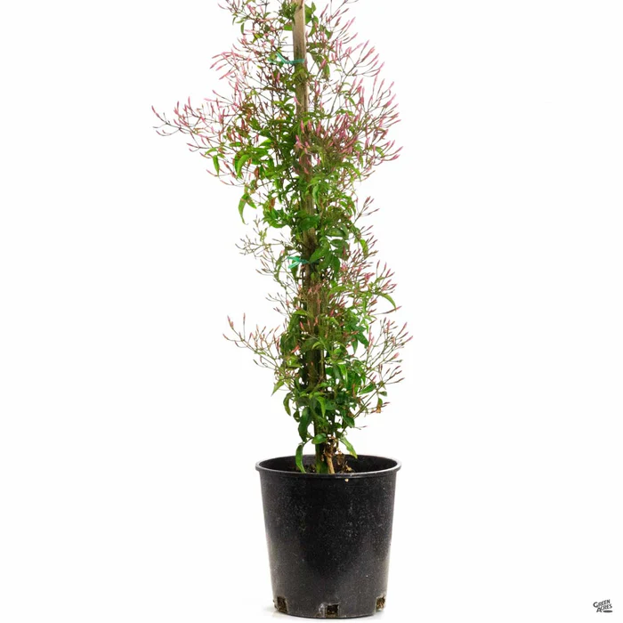 Pink Jasmine Stake