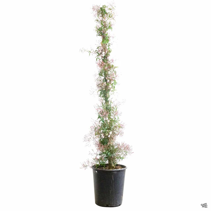 Pink Jasmine Stake