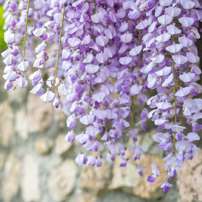 Wisteria 'Cooke's Purple' Staked