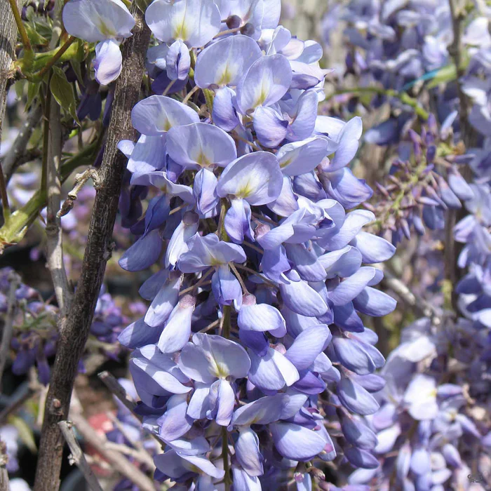 1021-wisteria-cooke-s-purple-staked-2.webp Wisteria 'Cooke's Purple' Staked