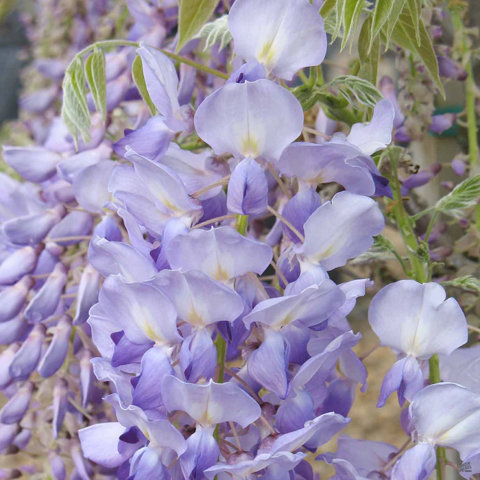 1021-wisteria-cooke-s-purple-staked-3.webp Wisteria 'Cooke's Purple' Staked