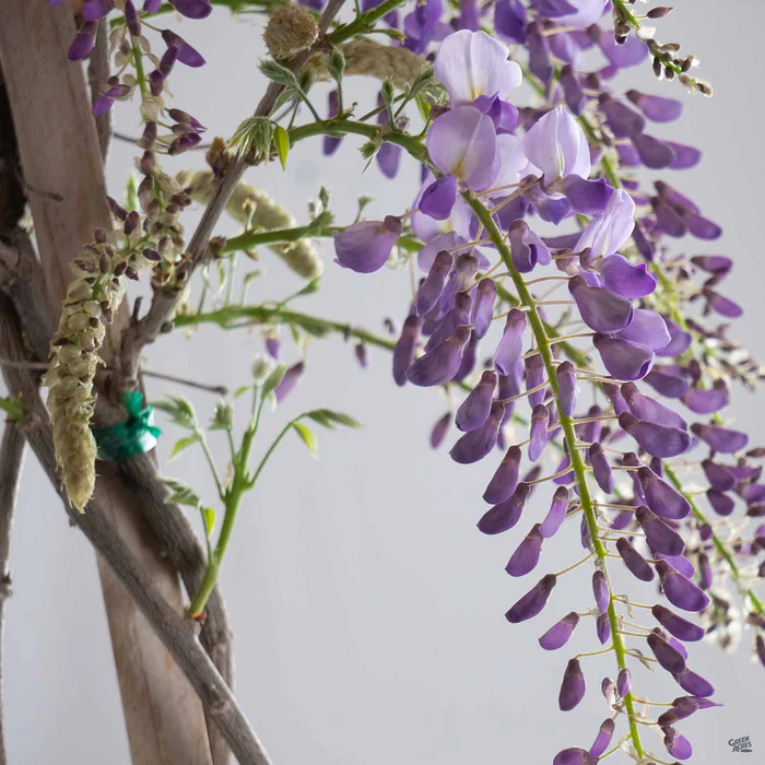 1021-wisteria-cooke-s-purple-staked-4.webp Wisteria 'Cooke's Purple' Staked