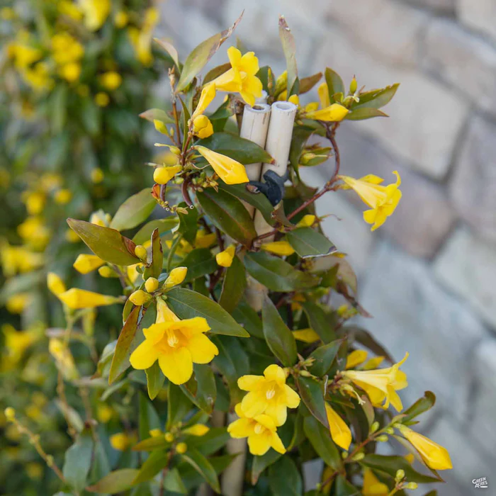 Carolina Jessamine Stake