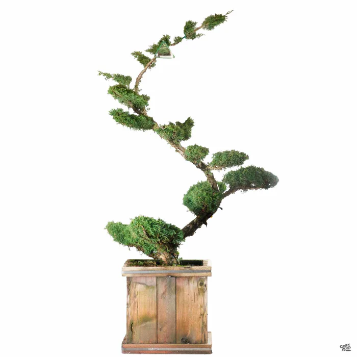Juniper 'Shimpaku' Hindupan Topiary