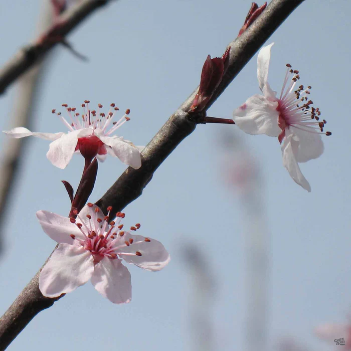 Flowering Plum 'Purple Pony'