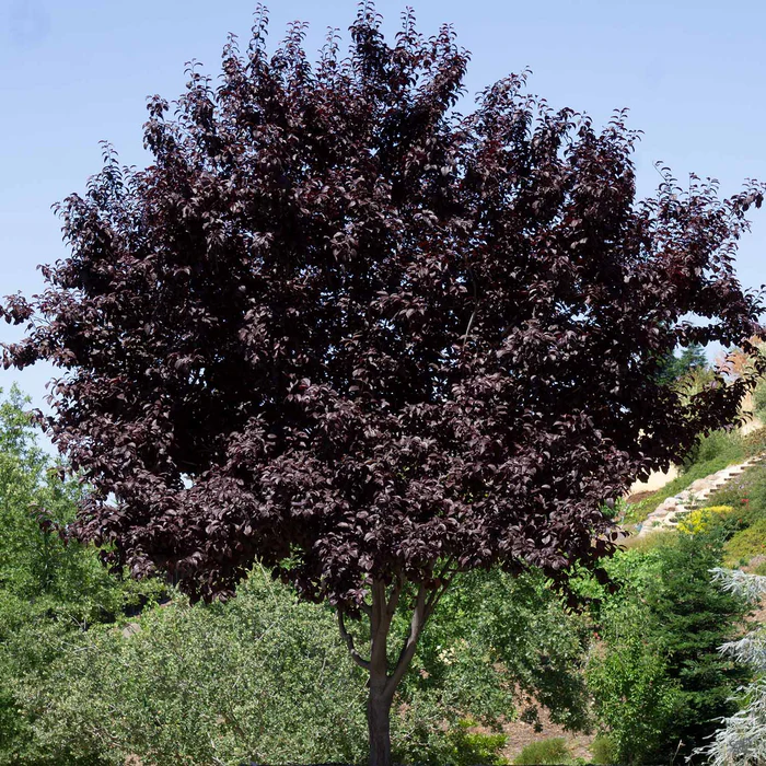 Flowering Plum 'Purple Pony'