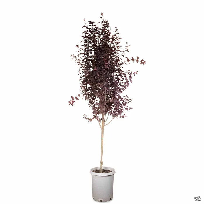 Flowering Plum 'Purple Pony'