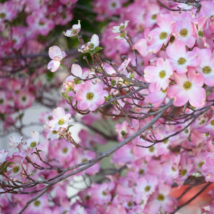 Pink Flowering Dogwood