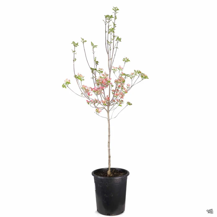 Pink Flowering Dogwood