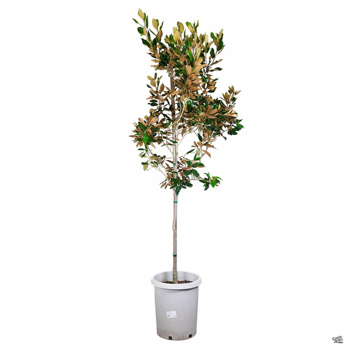 Magnolia 'Little Gem' Low Branch