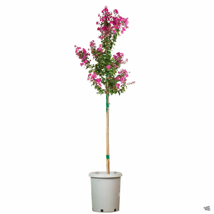 Crape Myrtle 'Pink Velour' Standard Trunk