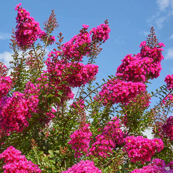 1038-crape-myrtle-pink-velour-multi-trunk-1.webp Crape Myrtle 'Pink Velour' Multi-Trunk