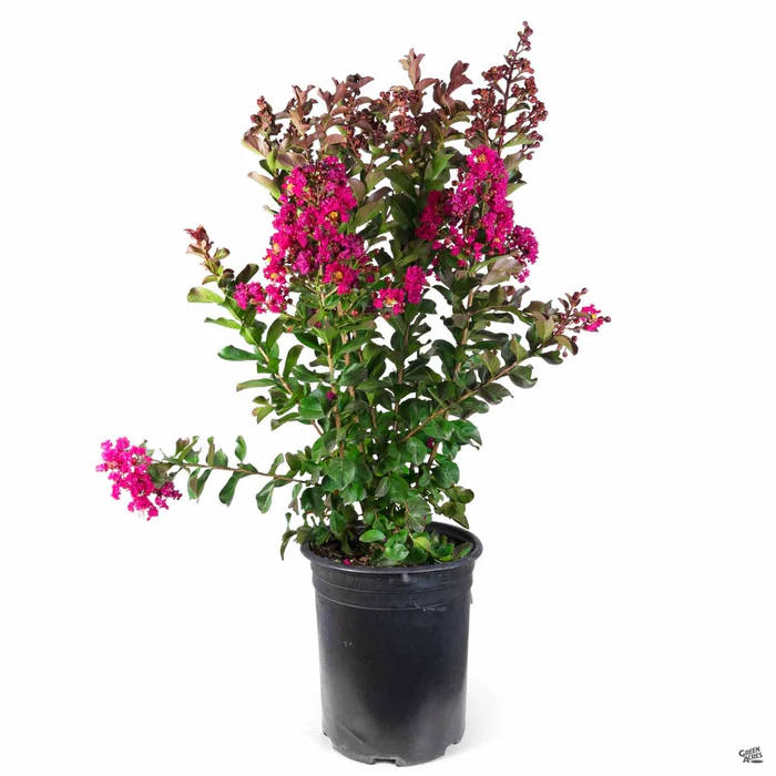 1038-crape-myrtle-pink-velour-multi-trunk-3.webp Crape Myrtle 'Pink Velour' Multi-Trunk