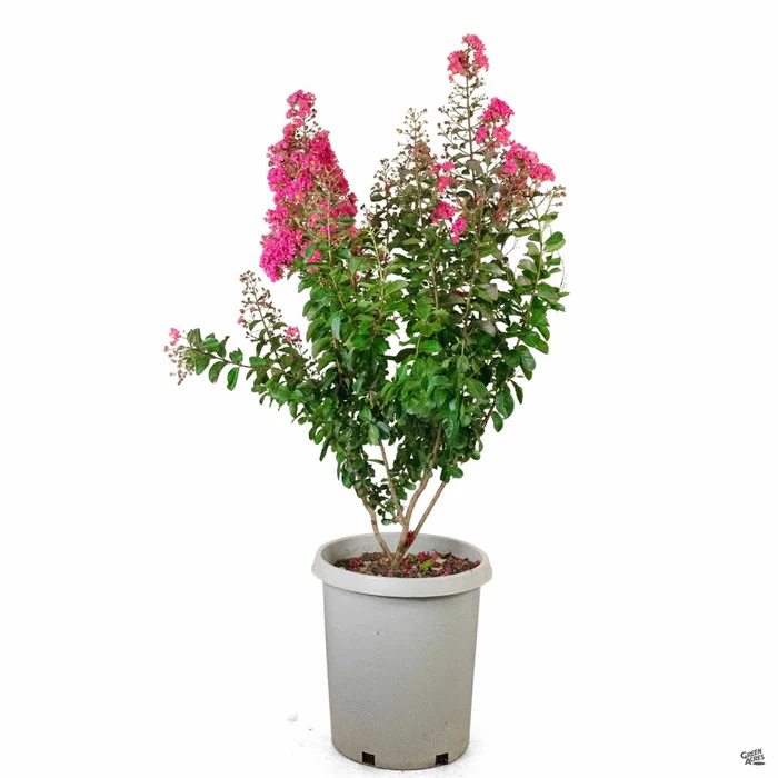 1038-crape-myrtle-pink-velour-multi-trunk-4.webp Crape Myrtle 'Pink Velour' Multi-Trunk