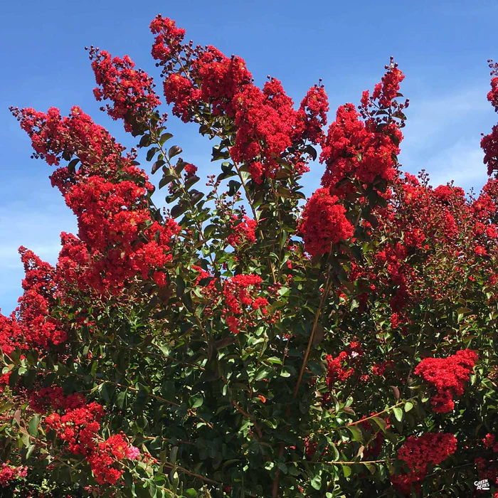 Crape Myrtle 'Dynamite' Standard Trunk