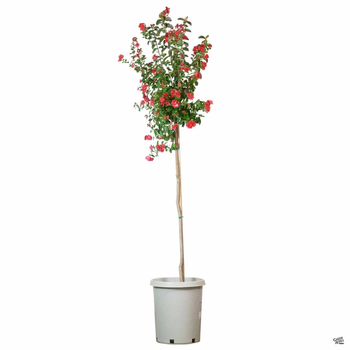 Crape Myrtle 'Dynamite' Standard Trunk