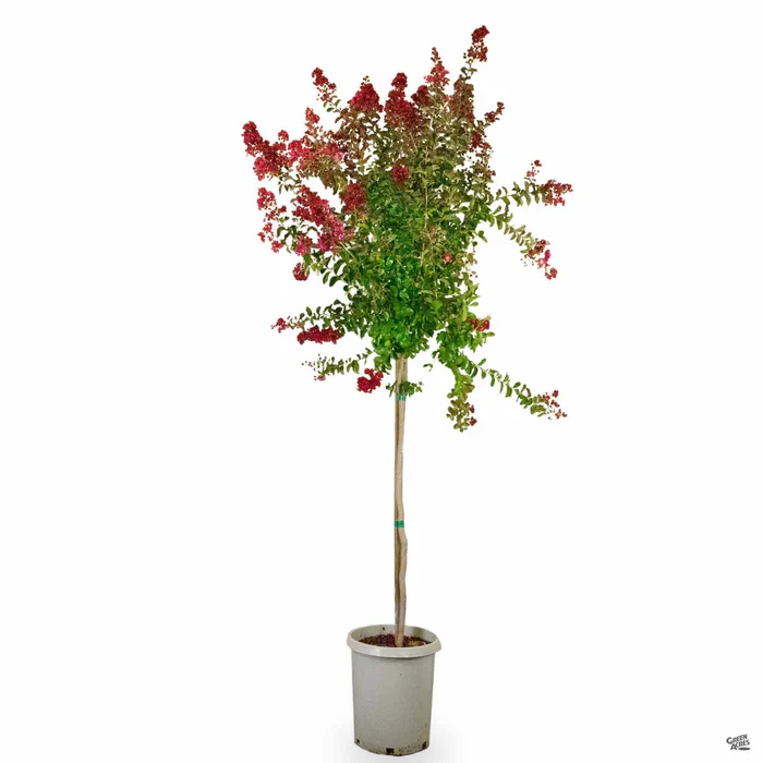 Crape Myrtle 'Dynamite' Standard Trunk