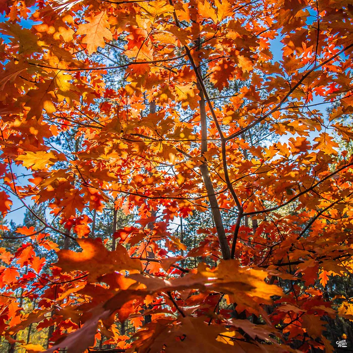 Red Oak