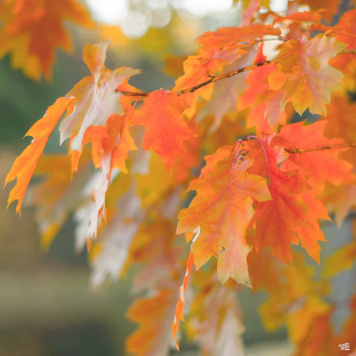 Red Oak