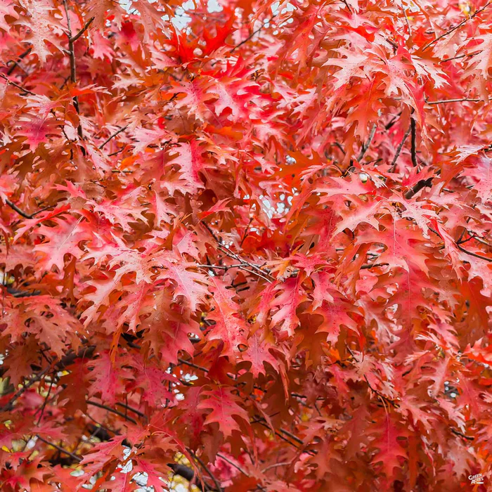 Red Oak