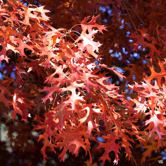 Red Oak