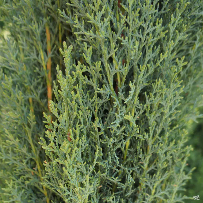 1043-italian-cypress-1.webp Italian Cypress