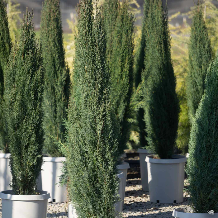 1043-italian-cypress-2.webp Italian Cypress
