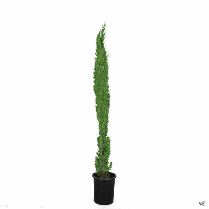 1043-italian-cypress-3.webp Italian Cypress