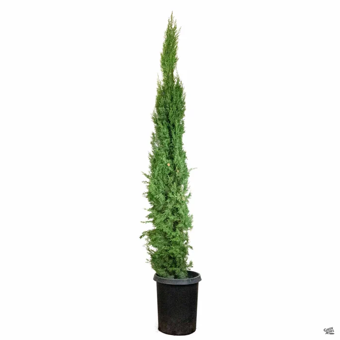 1043-italian-cypress-4.webp Italian Cypress