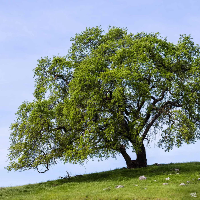 Valley Oak Standard Trunk