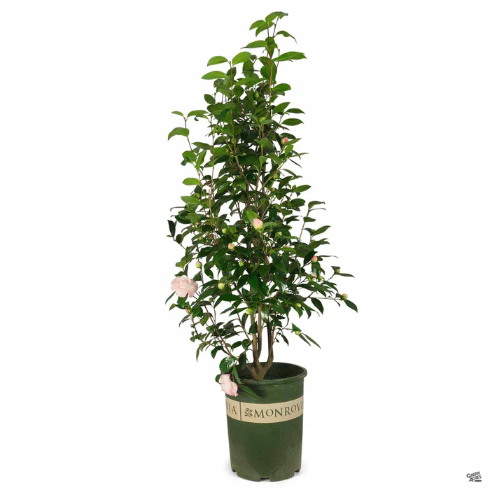 Camellia j. 'Nuccio's Pearl' | Monrovia