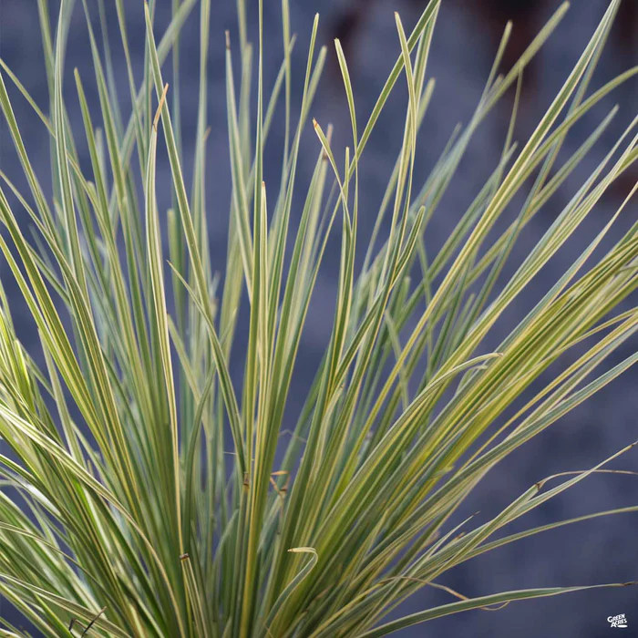 1065-platinum-beauty-lomandra-1.webp Platinum Beauty Lomandra