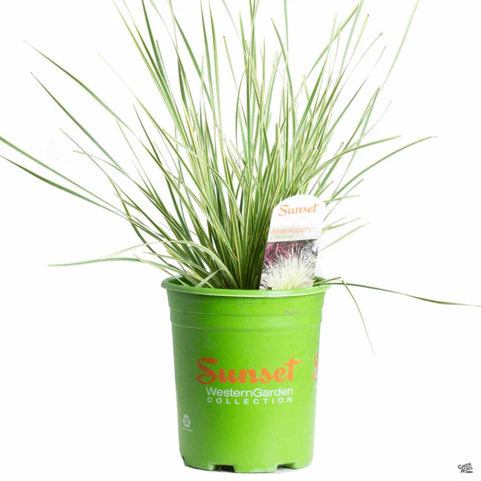 1065-platinum-beauty-lomandra-2.webp Platinum Beauty Lomandra