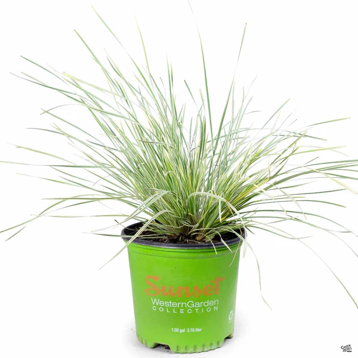 1065-platinum-beauty-lomandra-3.webp Platinum Beauty Lomandra