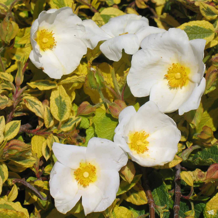 Rockrose ‘Mickie’