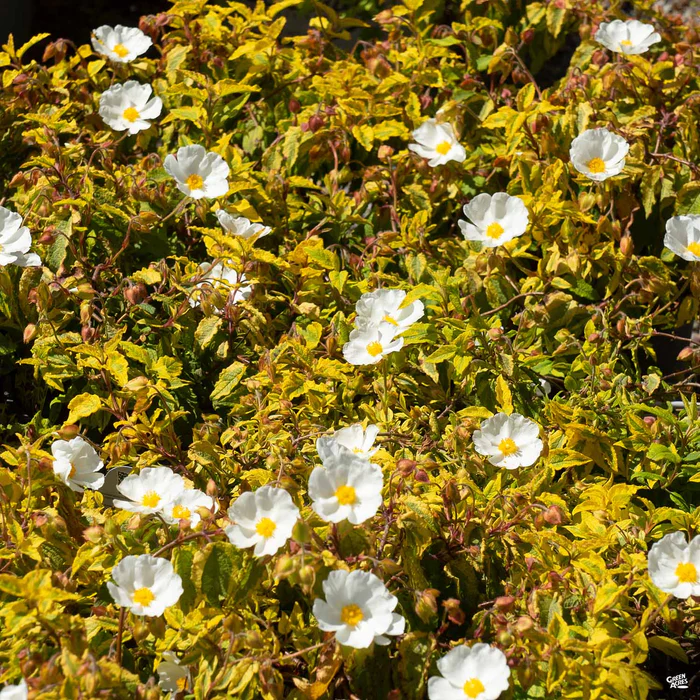 Rockrose ‘Mickie’