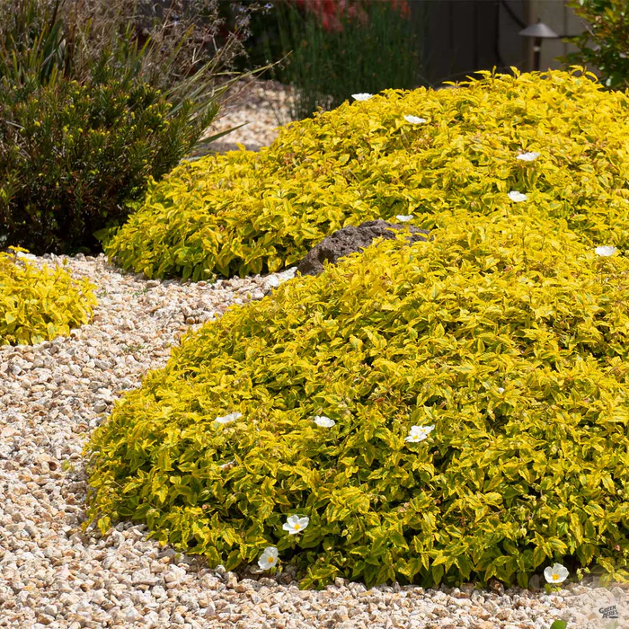 Rockrose ‘Mickie’